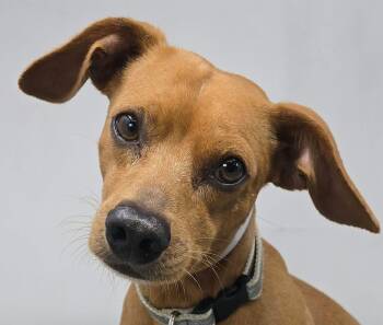 Kangaroo -  Chiweenie Dog for Adoption in Newport, Tennessee - Kangaroo | PetCurious