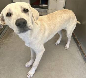 MAVERICK -  Labrador Retriever Dog for Adoption in Salinas, California - MAVERICK | PetCurious