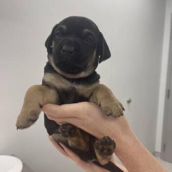 Mark -  Mixed Breed Dog for Adoption in Winston-salem, North Carolina - Mark | PetCurious