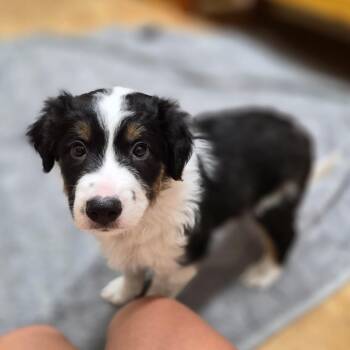 Monty -  Mixed Breed Dog Available for Adoption in Woodstock, Illinois - Monty | PetCurious
