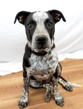 Pit Bull Terrier Dogs Available for Adoption in Mesa, Arizona - Tiny | PetCurious