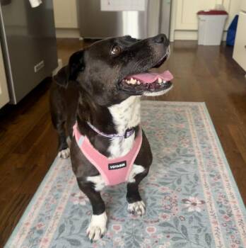 Layla -  Mixed Breed Dog for Adoption in Raleigh, North Carolina - Layla | PetCurious