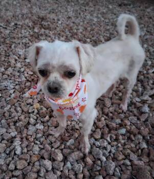Rescue Shih Tzu Dogs for Adoption in Phoenix, Arizona - Laverne | PetCurious
