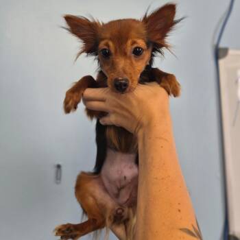 Koko -  Chihuahua Dog for Adoption in Wahiawa, Hawaii - Koko | PetCurious