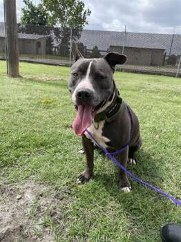 LOUIE -  Pit Bull Terrier Dog for Adoption in Killeen, Texas - LOUIE | PetCurious