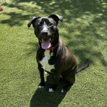 Rescue Labrador Retriever Dogs for Adoption in Huntington, New York - Kai | PetCurious