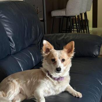 Mixed Breed and Corgi Dogs Available for Adoption in Brookshire, Texas - Arlene | PetCurious