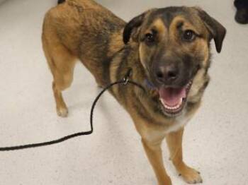 Rescue Hound and Mixed Breed Dogs for Adoption in Wildomar, California - Boogie | PetCurious