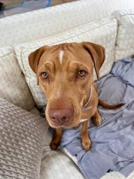 Labrador Retriever Dogs Available for Adoption - Tia | PetCurious