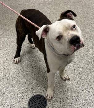 Gojo -  Pit Bull Terrier and Mixed Breed Dog for Adoption in Kansas City, Missouri - Gojo | PetCurious