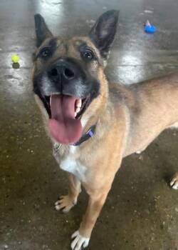 German Shepherd Dog and Mixed Breed Dogs Available for Adoption - Mocha | PetCurious