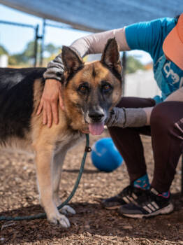 Rescue Mixed Breed Dogs for Adoption in Chamblee, Georgia - Valcator | PetCurious