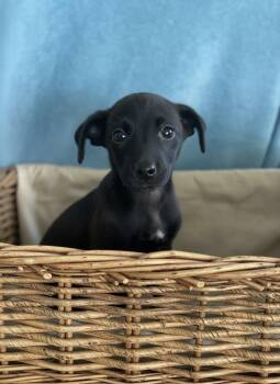 Rosie -  Labrador Retriever Dog for Adoption in Hillsdale, New York - Rosie | PetCurious