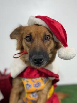 Spaniel and Mixed Breed Dogs Available for Adoption in Carlsbad, California - Cinnamon | PetCurious