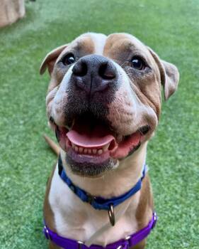 Rescue Pit Bull Terrier Dogs for Adoption in San Francisco, California - Kangaroo | PetCurious