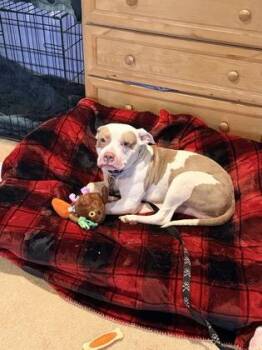 Fitzroy -  Pit Bull Terrier and Mixed Breed Dog for Adoption in Kansas City, Missouri - Fitzroy | PetCurious