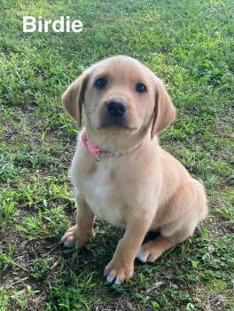 Labrador Retriever and Golden Retriever Dogs Available for Adoption in Glocester, Rhode Island - Birdie | PetCurious