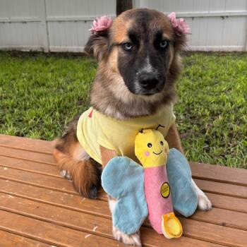 Alaska -  Australian Shepherd Dog Available for Adoption in Harlingen, Texas - Alaska | PetCurious