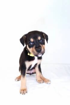 Trix -  Shepherd Dog Available for Adoption in Bixby, Oklahoma - Trix | PetCurious