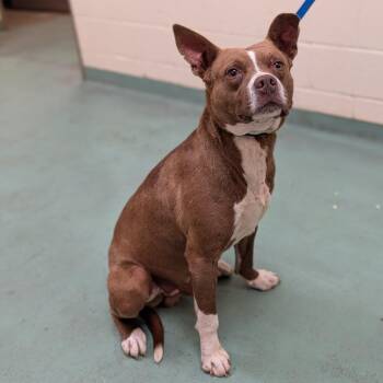 Mixed Breed Dogs Available for Adoption - Hornsby | PetCurious