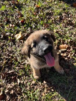 Barnaby -  German Shepherd Dog Dog for Adoption in Wilmington, North Carolina - Barnaby | PetCurious