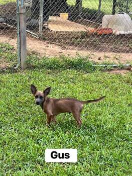 Gus (Lonesome Dove litter) -  Dachshund and Australian Shepherd Dog for Adoption in Gillsville, Georgia - Gus (Lonesome Dove Litter) | PetCurious