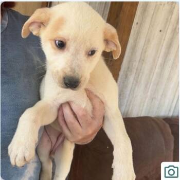 Terrier Dogs Available for Adoption - Annabelle | PetCurious