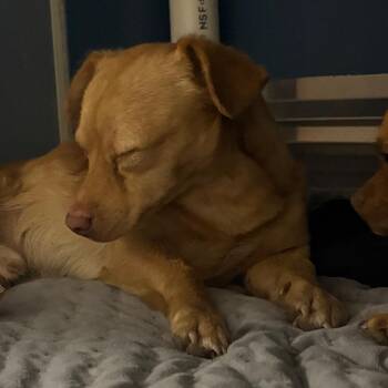 Chihuahua Dogs Available for Adoption in Yuma, Arizona - Paprika | PetCurious