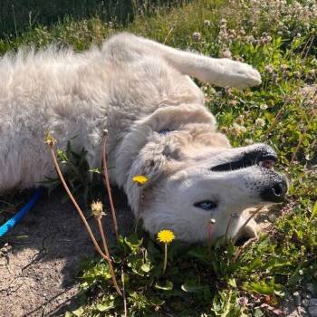 Tundra -  Siberian Husky and Mixed Breed Dog for Adoption in Matteson, Illinois - Tundra | PetCurious