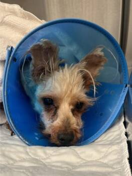 August (C1) -  Mixed Breed Dog for Adoption in Lafayette, Indiana - August (C1) | PetCurious