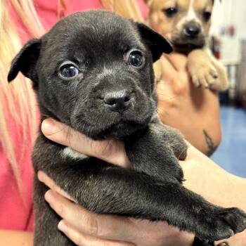 Mixed Breed Dogs Available for Adoption in Gainesville, Florida - Topaz | PetCurious