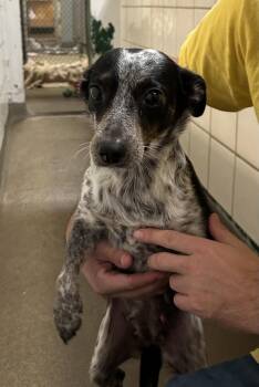 Rescue Terrier Dogs for Adoption in Boca Raton, Florida - Lundy 2301 | PetCurious