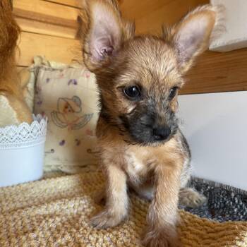 Scottie -  Pomeranian and Yorkshire Terrier Dog for Adoption in Vacaville, California - Scottie | PetCurious