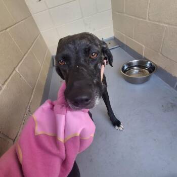 Elvira -  Black Mouth Cur Dog for Adoption in Lufkin, Texas - Elvira | PetCurious