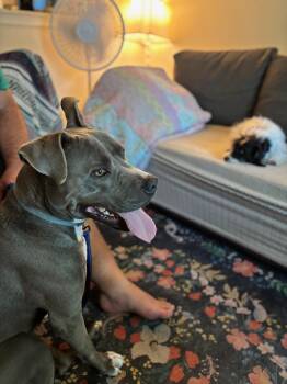 Rescue Pit Bull Terrier and Labrador Retriever Dogs for Adoption in Lavon, Texas - JJ | PetCurious