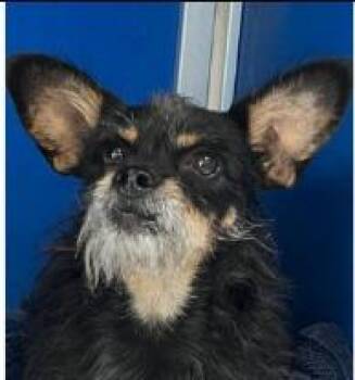 Moshie -  Terrier Dog for Adoption - Moshie | PetCurious