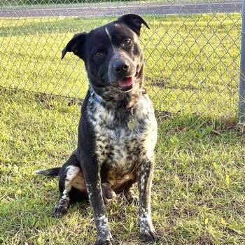 Rescue Australian Cattle Dog Blue Heeler Dogs for Adoption in Fort Worth, Texas - Clyde | PetCurious