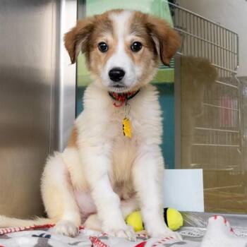 IRIS -  German Shepherd Dog and Mixed Breed Dog for Adoption in St. Louis, Missouri - IRIS | PetCurious