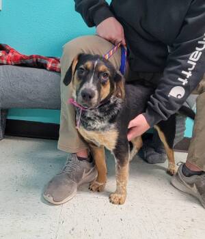 Beagle and Australian Shepherd Dogs Available for Adoption - Aurora | PetCurious