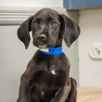 Roo -  Labrador Retriever and Australian Cattle Dog Blue Heeler Dog for Adoption in Pawling, New York - Roo | PetCurious