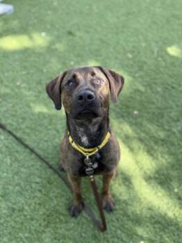 Terrier and Mixed Breed Dogs Available for Adoption in North Miami Beach, Florida - Finn | PetCurious