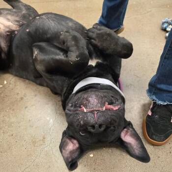 Kitana -  Cane Corso Dog for Adoption in Chattanooga, Tennessee - Kitana | PetCurious