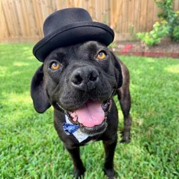 Bubba Bear With The Toothless Smile -  Labrador Retriever and American Staffordshire Terrier Dog for Adoption in Friendswood, Texas - Bubba Bear With The Toothless Smile | PetCurious