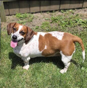 Shortcake -  Basset Hound and Beagle Dog for Adoption in Brookville, Ohio - Shortcake | PetCurious