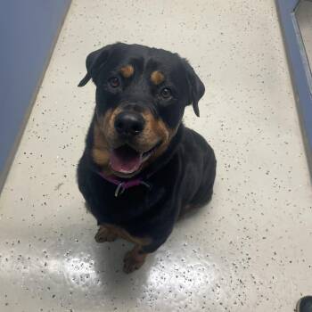 Brynn -  Rottweiler Dog Available for Adoption in Peconic, New York - Brynn | PetCurious