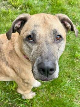 Otis -  Mixed Breed Dog for Adoption in Traverse City, Michigan - Otis | PetCurious