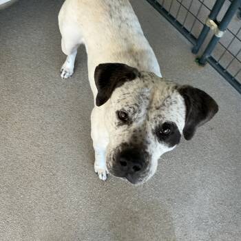Australian Cattle Dog Blue Heeler and Black Labrador Retriever Dogs Available for Adoption in Thomson, Georgia - Pepper Jack | PetCurious