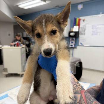 Archie -  Husky and Mixed Breed Dog for Adoption in Indianapolis, Indiana - Archie | PetCurious