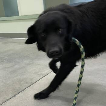Bart -  Labrador Retriever Dog for Adoption in Des Moines, Iowa - Bart | PetCurious