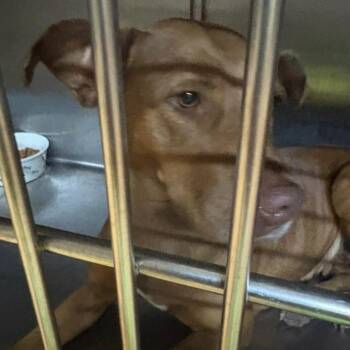 Timberland -  Mixed Breed Dog for Adoption in Gadsden, Alabama - Timberland | PetCurious